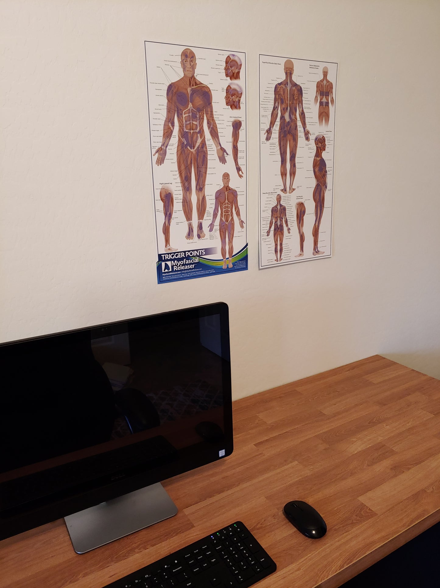 Two Trigger Point Anatomy Maps - Medical Office Wall Poster for Reference by Massage Therapists, Physical Therapists, Chiropractors, Trainers - Pressure Point and Referred Pain Chart (Poster sized) Pack of 2